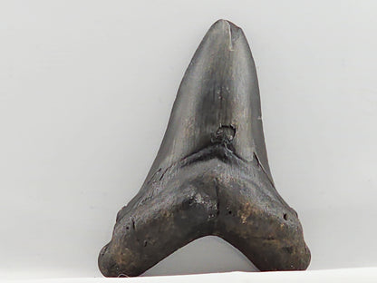 Otodus chubutensis Tooth ID#64