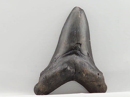 Otodus chubutensis Tooth ID#64