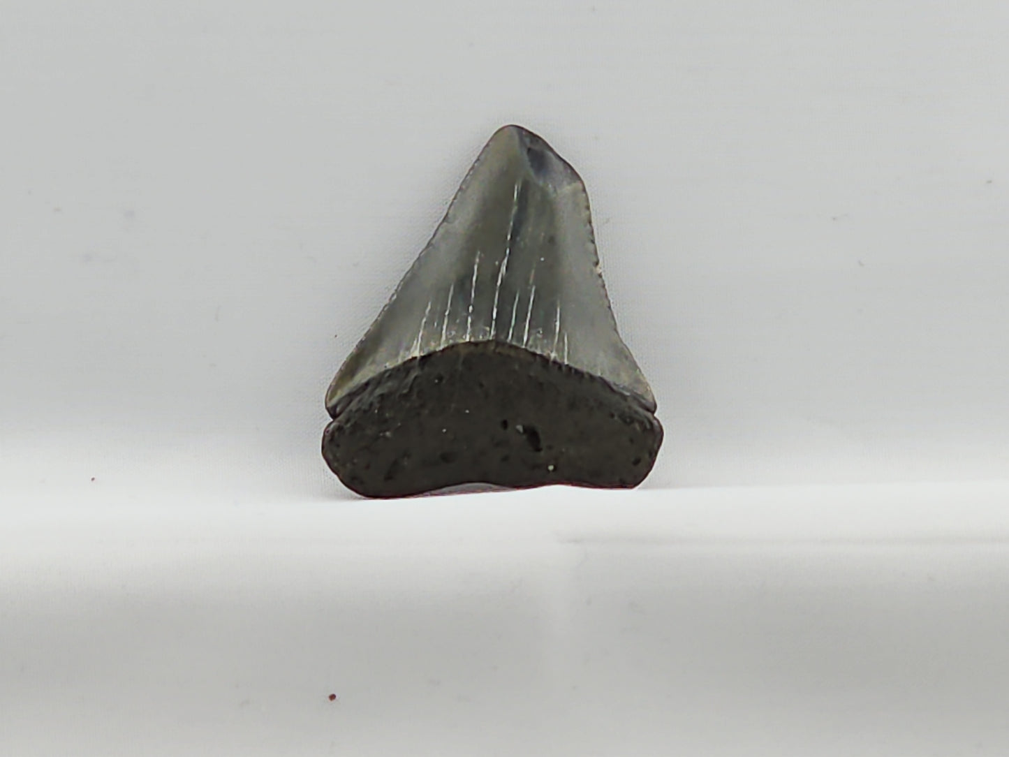 Great White Tooth ID#65