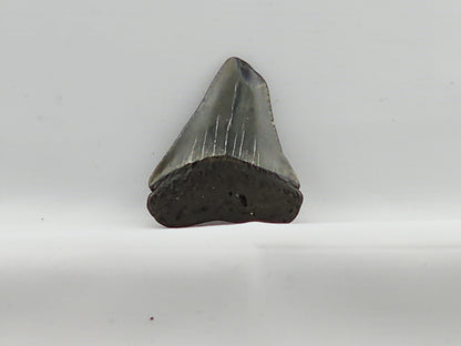 Great White Tooth ID#65