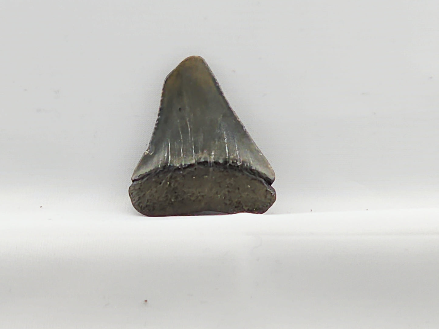 Great White Tooth ID#65