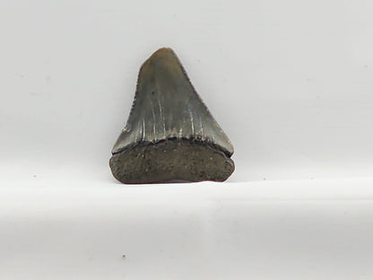 Great White Tooth ID#65
