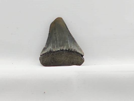 Great White Tooth ID#65