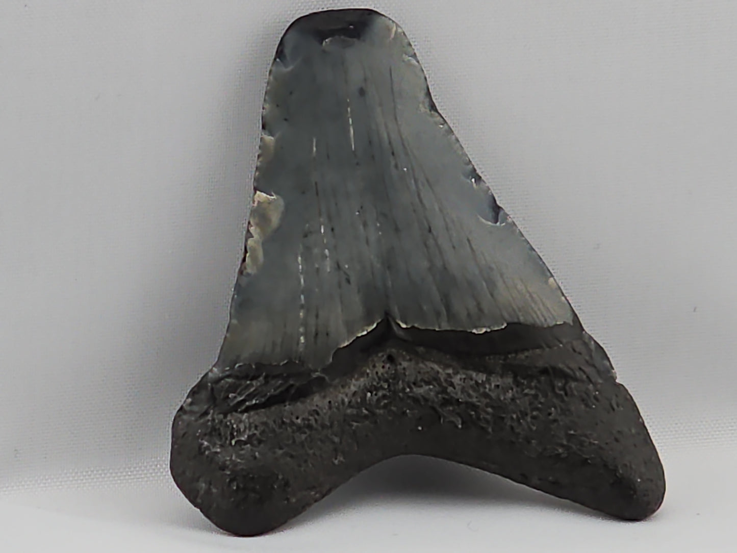Megalodon Tooth ID#66