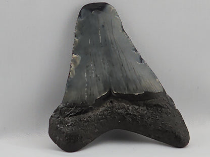 Megalodon Tooth ID#66