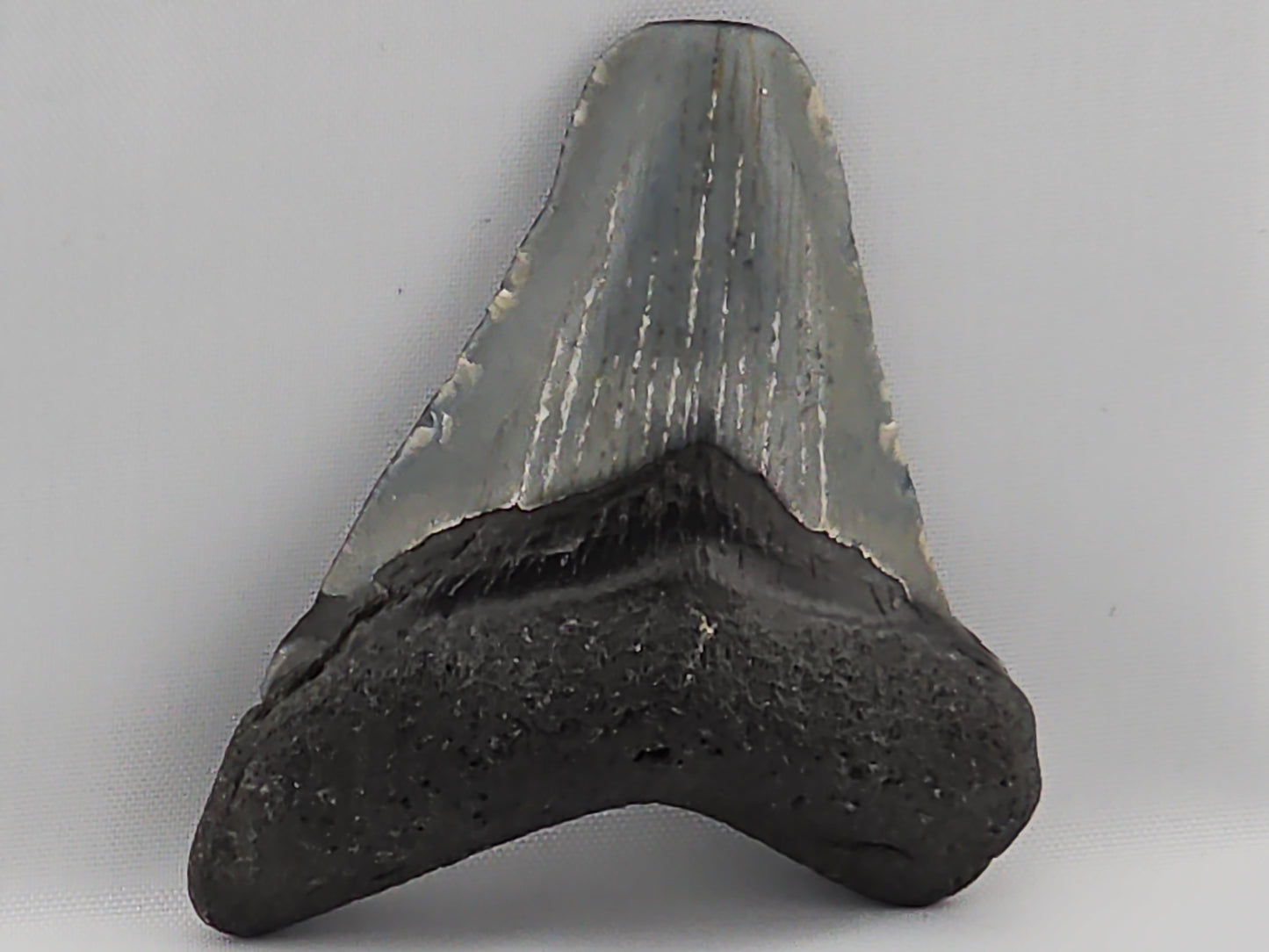 Megalodon Tooth ID#66