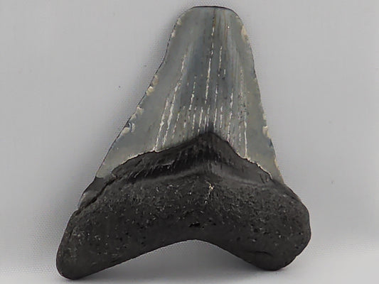 Megalodon Tooth ID#66