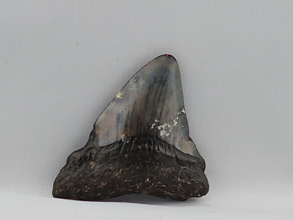 Megalodon Tooth ID#67