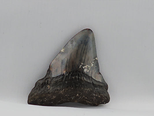 Megalodon Tooth ID#67