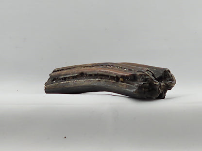 Horse Tooth ID#69
