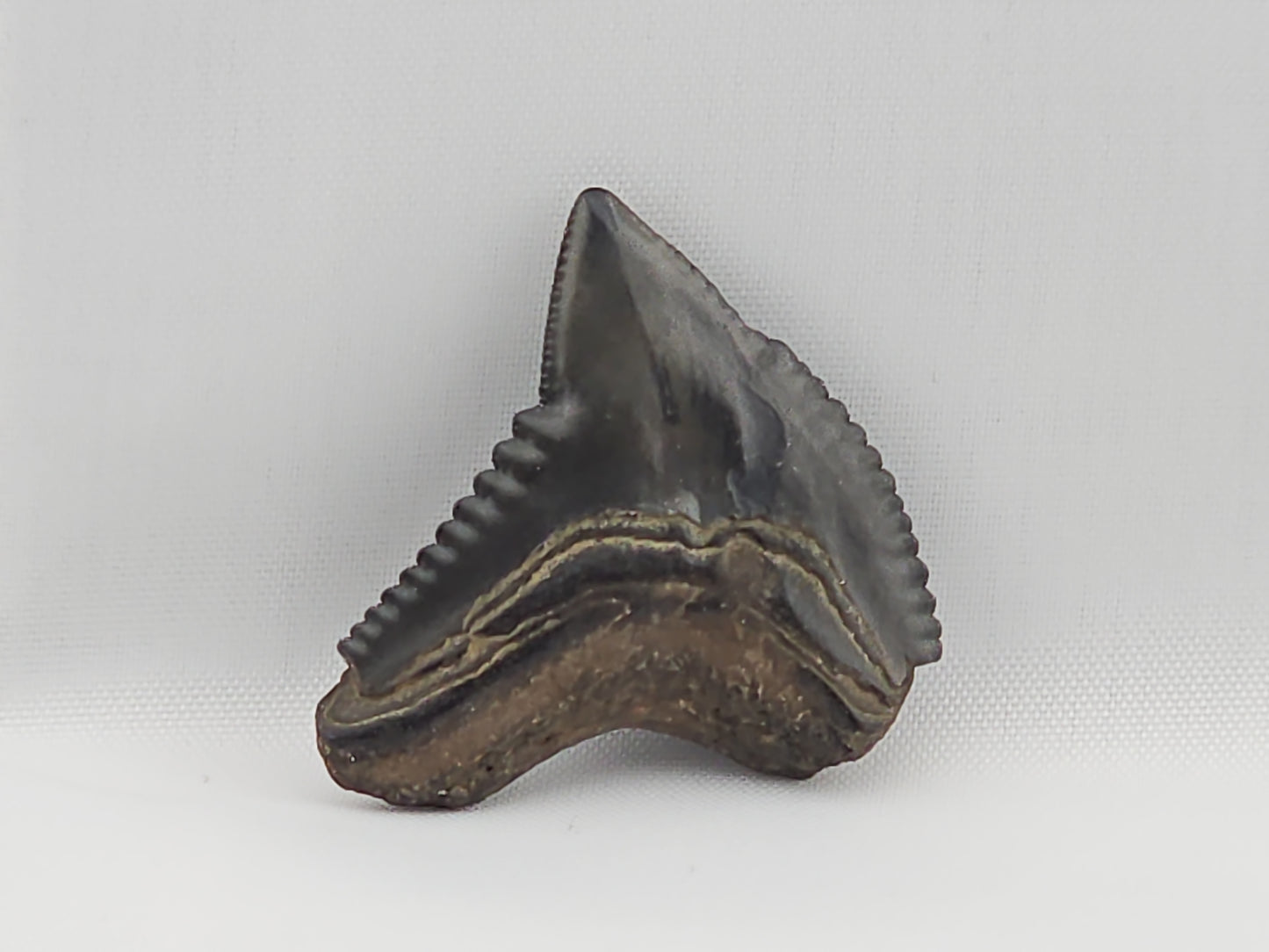 Tiger Shark(Extinct) Tooth ID#6