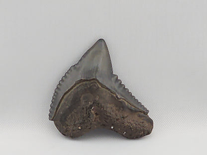 Tiger Shark(Extinct) Tooth ID#6