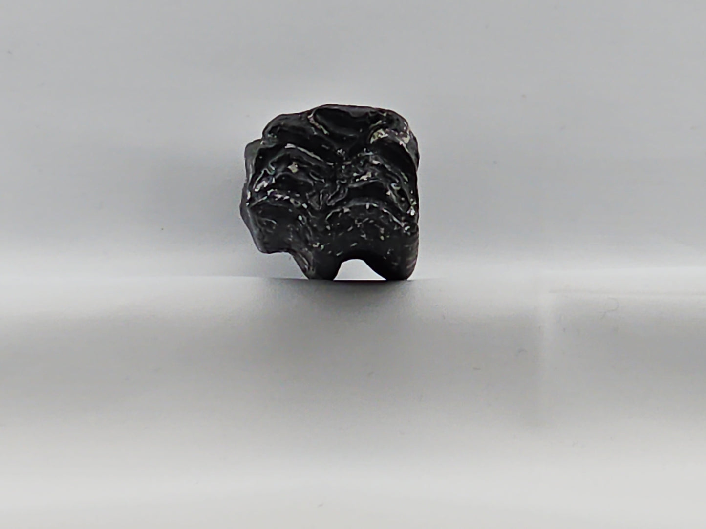 Three-toed Horse Tooth ID#70