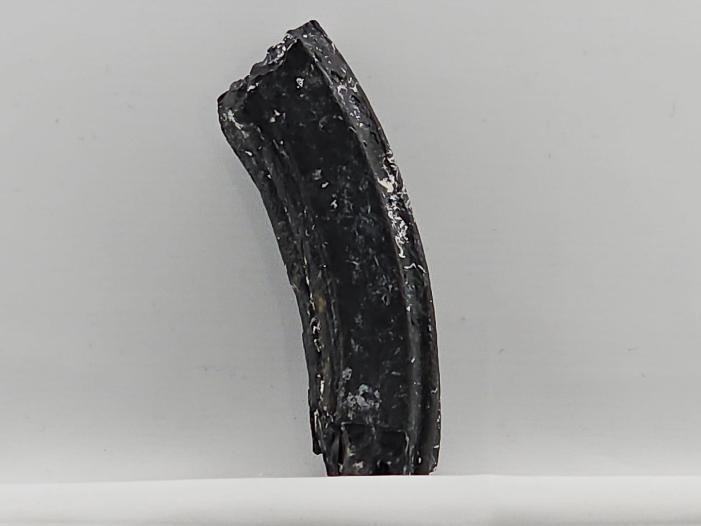 Three-toed Horse Tooth ID#70