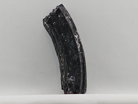 Three-toed Horse Tooth ID#70