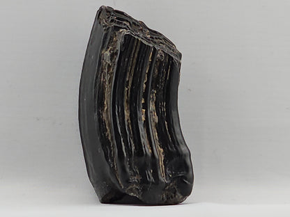 Three-toed Horse Tooth ID#71