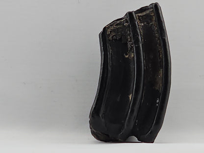 Three-toed Horse Tooth ID#71