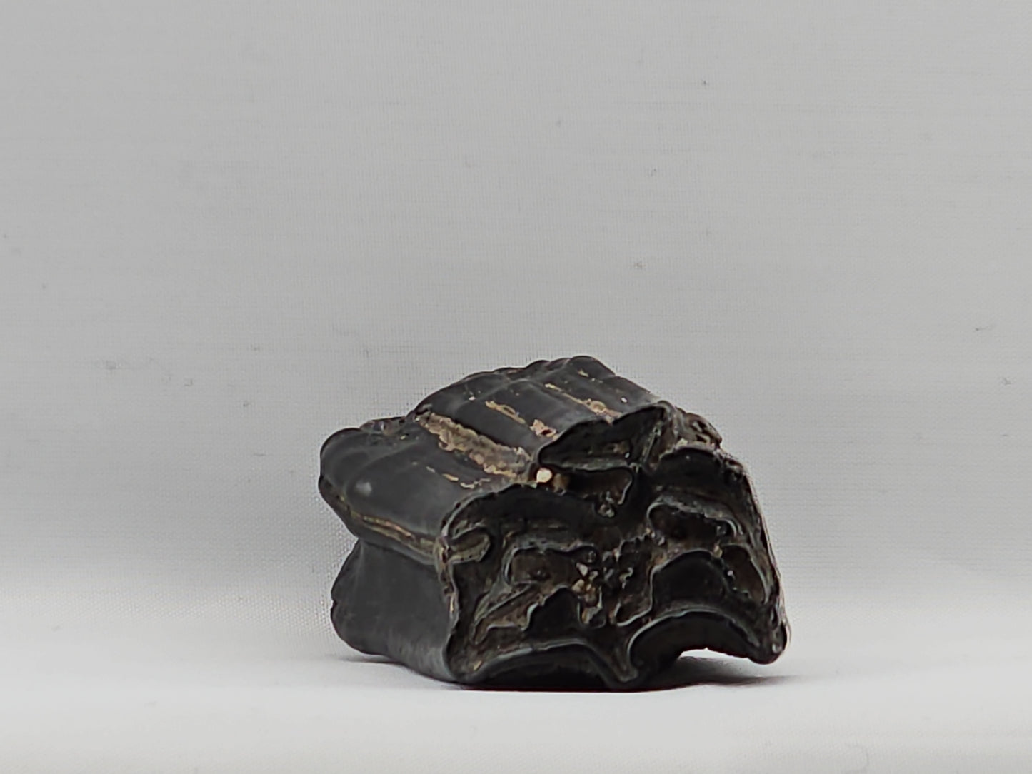 Three-toed Horse Tooth ID#71