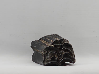 Three-toed Horse Tooth ID#71