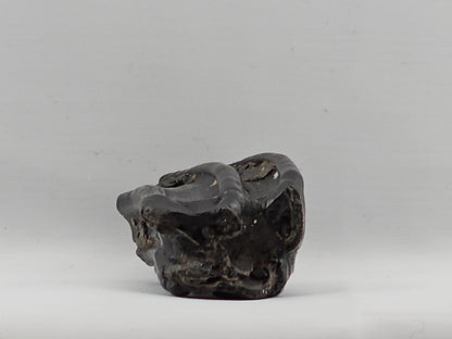 Three-toed Horse Tooth ID#71