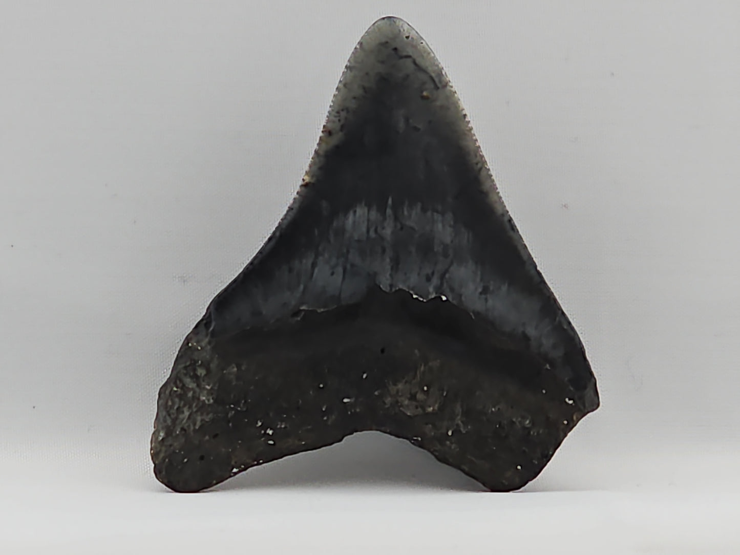 Megalodon Tooth ID#72