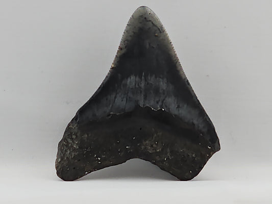 Megalodon Tooth ID#72