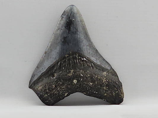 Megalodon Tooth ID#72