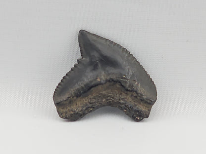 Tiger Shark(Extinct) Tooth ID#73