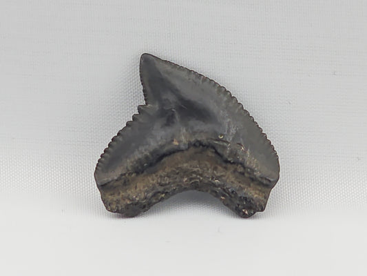 Tiger Shark(Extinct) Tooth ID#73