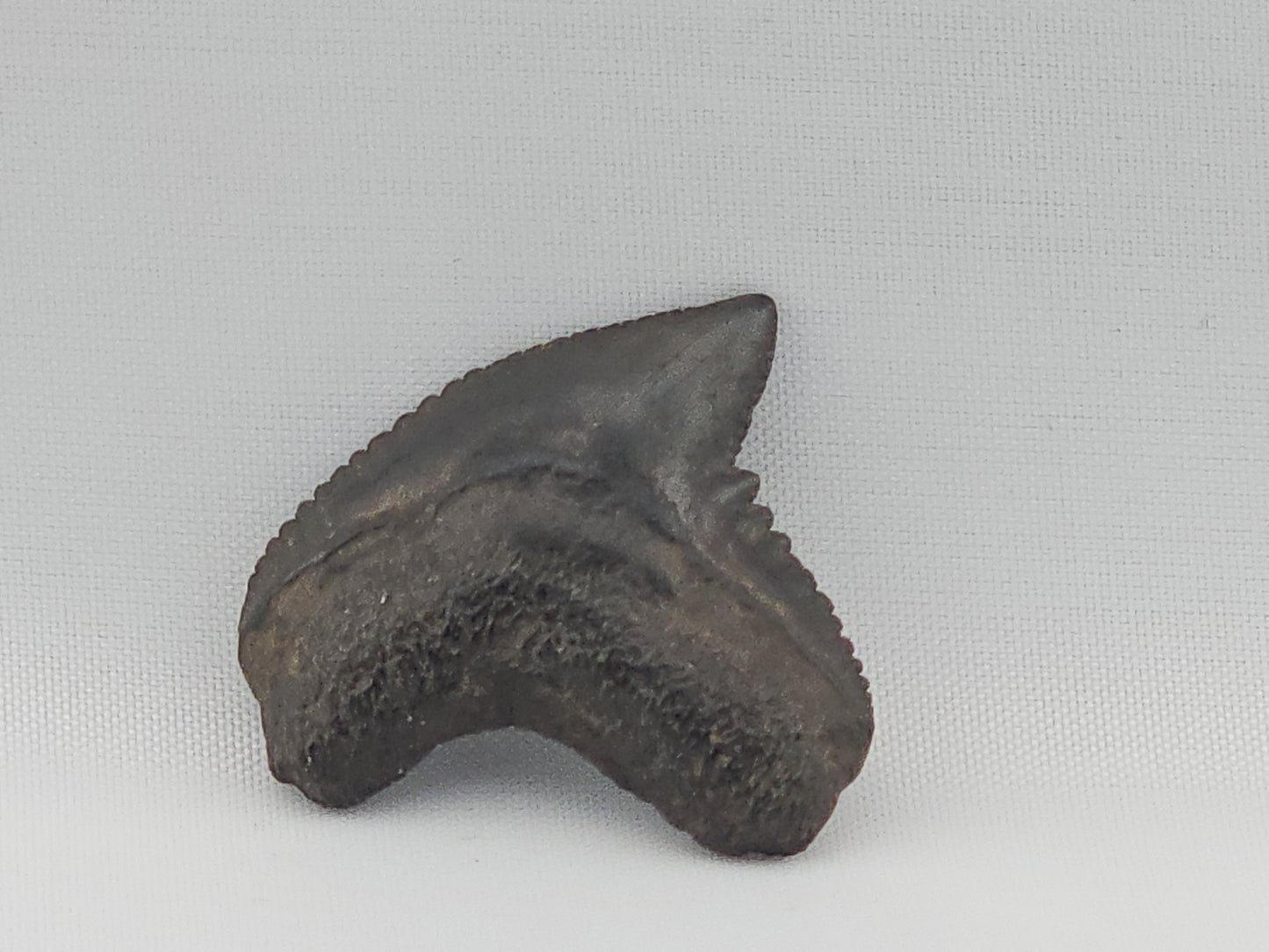 Tiger Shark(Extinct) Tooth ID#73