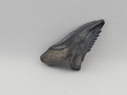 Snaggletooth Shark Tooth ID#74