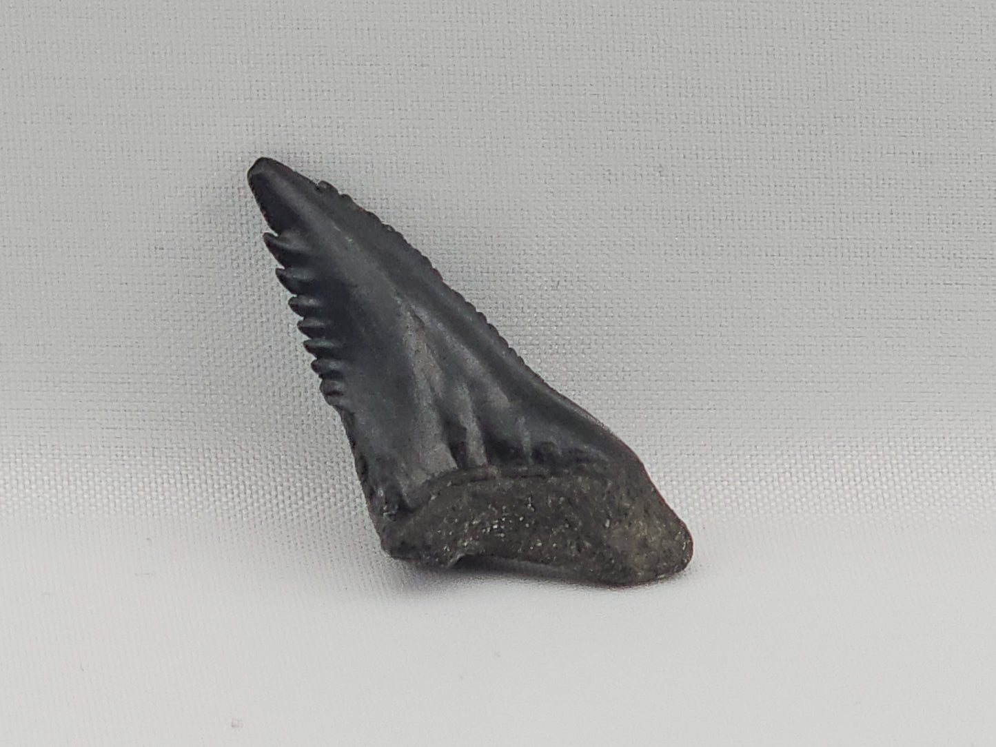 Snaggletooth Shark Tooth ID#74