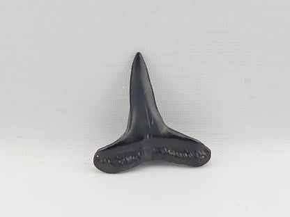 Lemon Shark Tooth ID#76