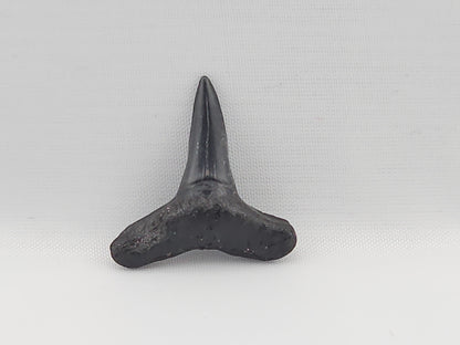 Lemon Shark Tooth ID#76