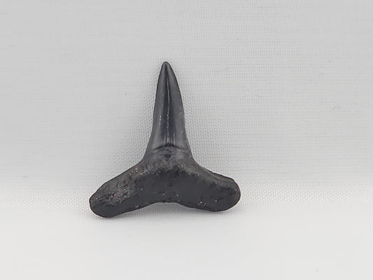 Lemon Shark Tooth ID#76