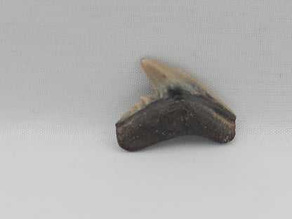 Tiger Shark(Modern) Tooth ID#77
