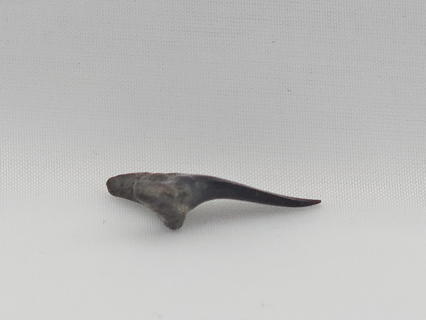 Sand Tiger Shark(Extinct) Tooth ID#78