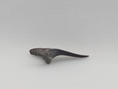 Sand Tiger Shark(Extinct) Tooth ID#78