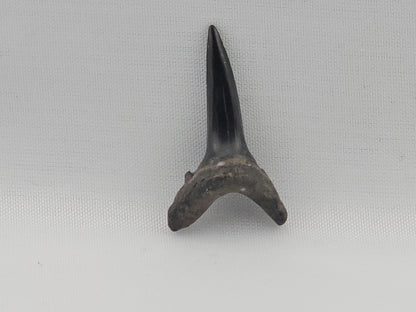 Sand Tiger Shark(Extinct) Tooth ID#78