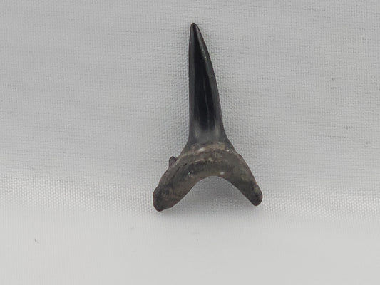 Sand Tiger Shark(Extinct) Tooth ID#78