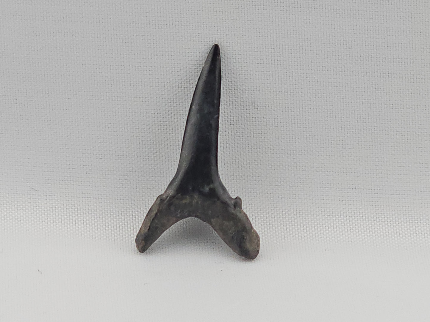Sand Tiger Shark(Extinct) Tooth ID#78