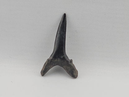 Sand Tiger Shark(Extinct) Tooth ID#78
