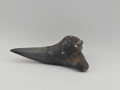 Snaggletooth Shark Tooth ID#79