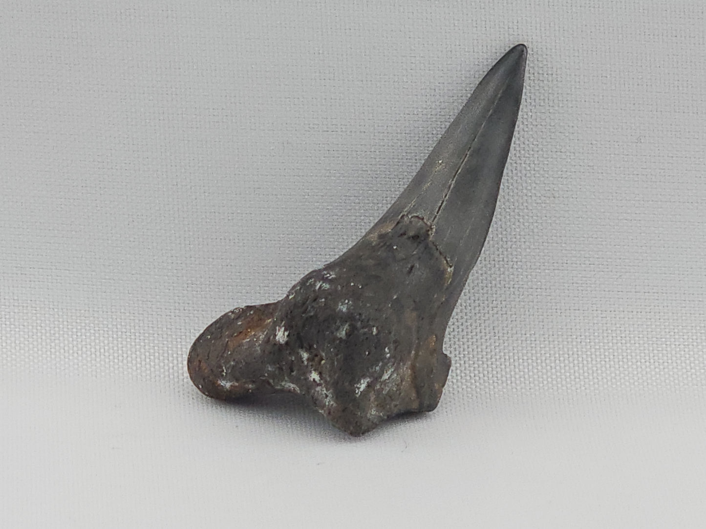 Snaggletooth Shark Tooth ID#79