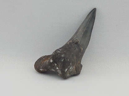 Snaggletooth Shark Tooth ID#79