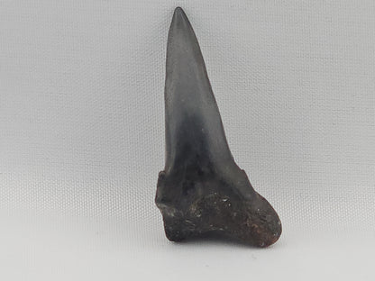 Snaggletooth Shark Tooth ID#79