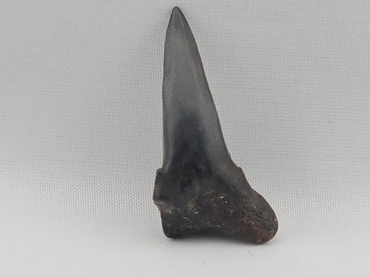 Snaggletooth Shark Tooth ID#79