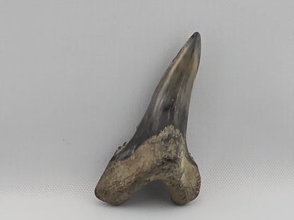 Snaggletooth Shark Bottom Front Tooth ID#7