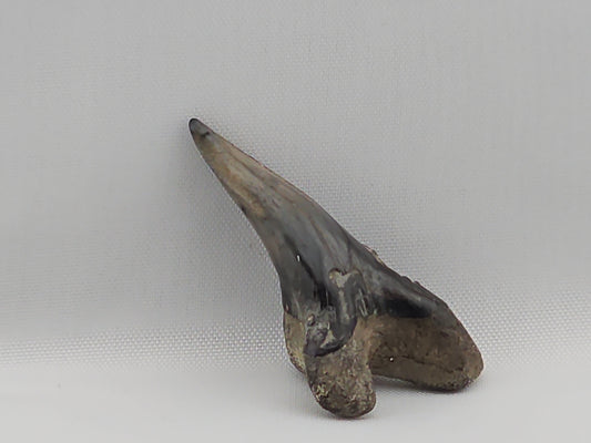 Snaggletooth Shark Bottom Front Tooth ID#7
