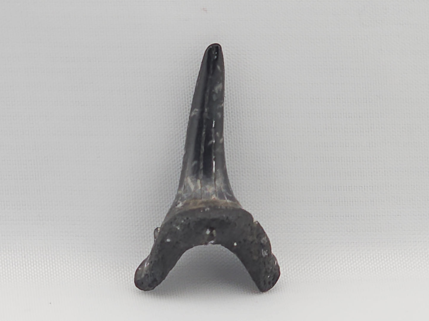 Sand Tiger Shark(Extinct) Bottom Front Tooth ID#80